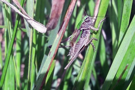 4gr08-2017.08.28-metrioptera-brachyptera-a-lea-strauch-553745d92c001917c382378b0873156f